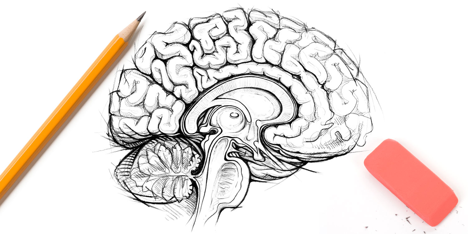 Анатомия мозг в карандаше